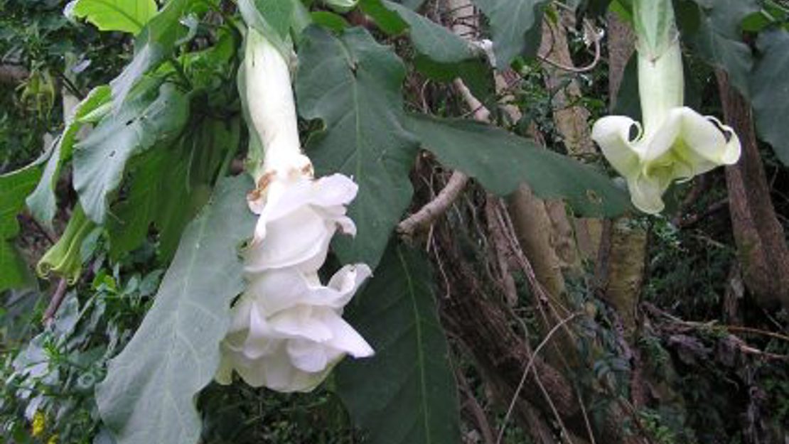 Angel's trumpet flowers hanging down.