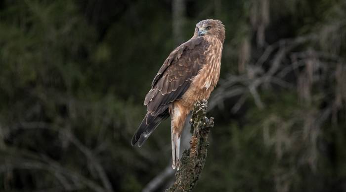 A bird perches on a high lone branch with forest in the background.