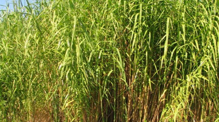 A dense cluster of phragmites.