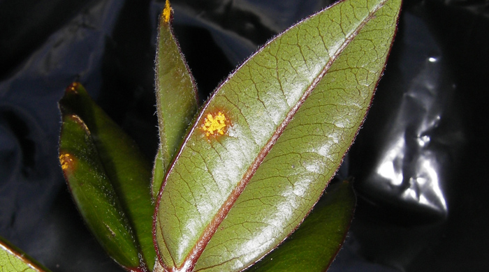 A sprig of myrtle showing signs of yellowing rust.