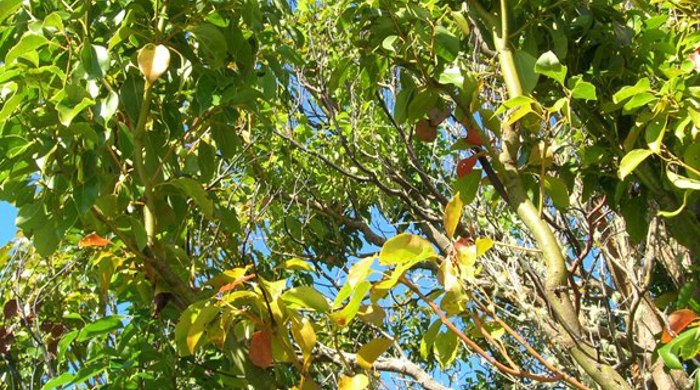 A tall camphor laurel tree with browning leaves at the bottom.