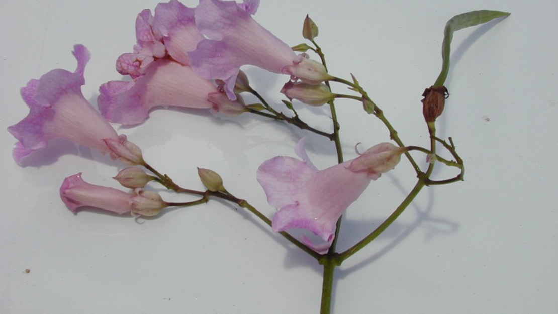 Close up of port St John's creeper flowers against a white background.