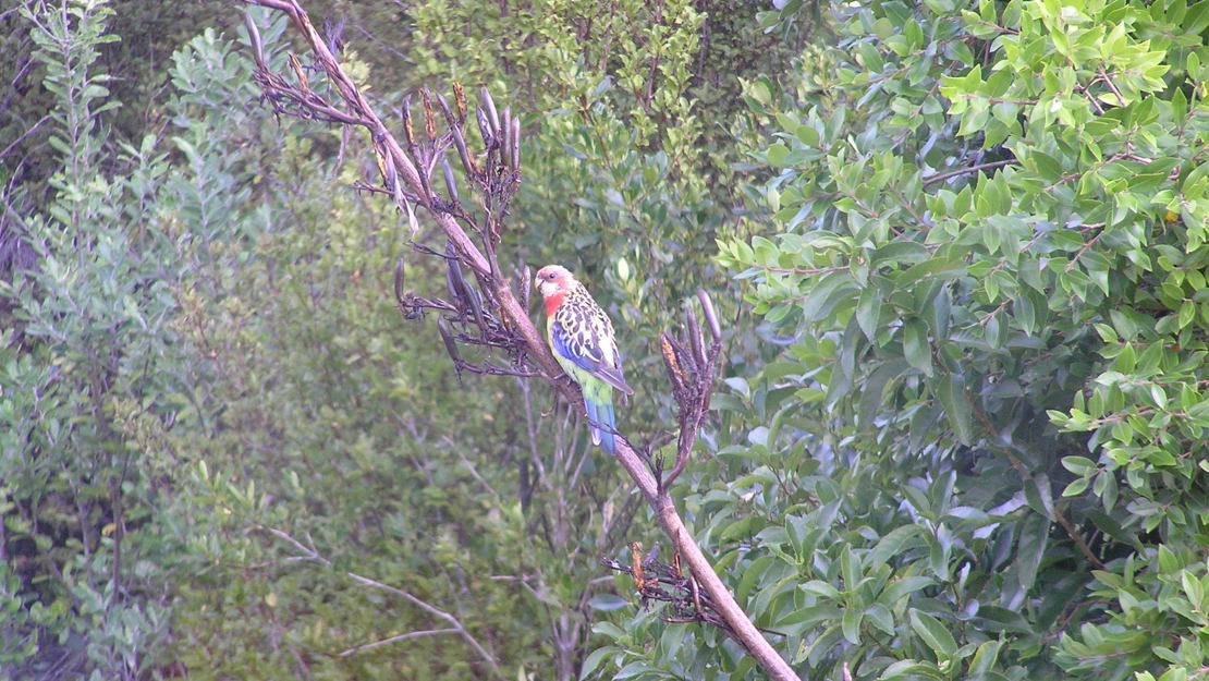 An eastern rosella perched on harakeke.