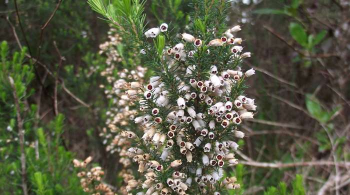 A tall Spanish heath shrub.