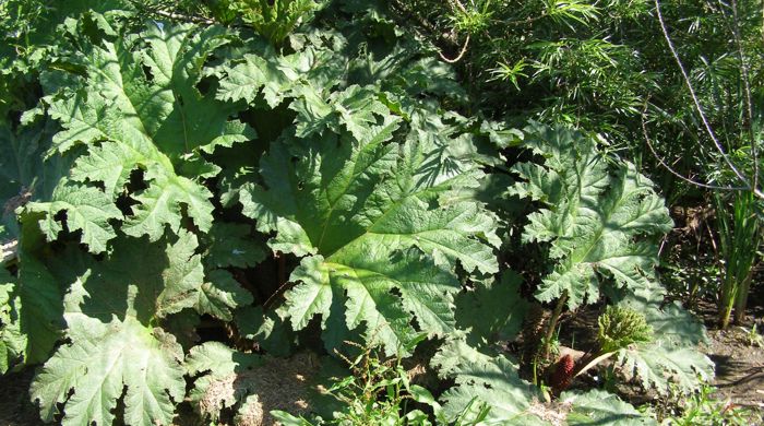 Large Chilean rhubarb leaves.