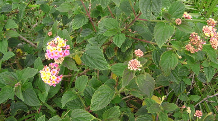 Lantana showing mature and immature flowers.