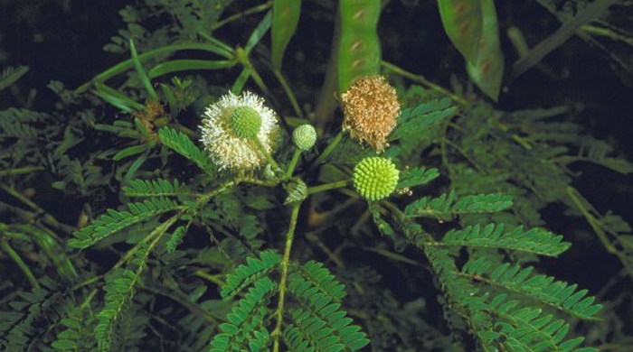 Wild Tamarind flower and flower buds.