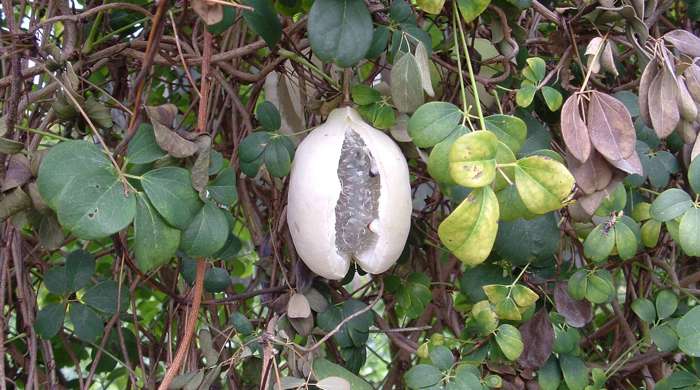 Close up of a chocolate vine pod.