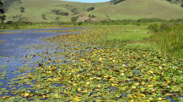 Mexican water lily growing on a lake.