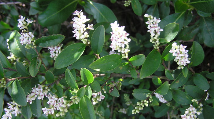 Clusters of white flowers of Chinese privet.