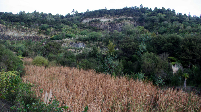 Raupō wetland at Waitākere Quarry. 
