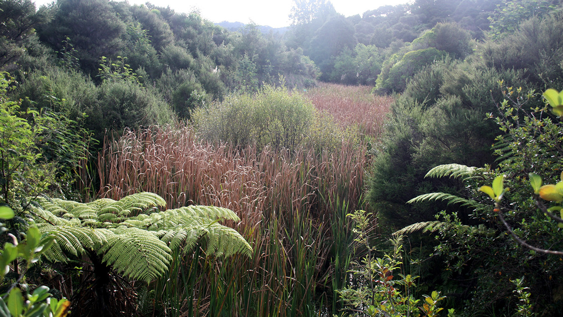 Waitākere Quarry. 