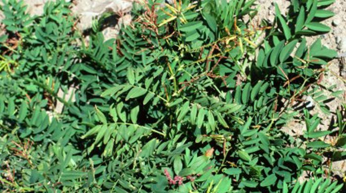 Goat's rue growing on the sandy ground.