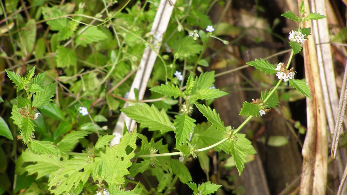 Gypsywort plant growing at cabbage tree base.