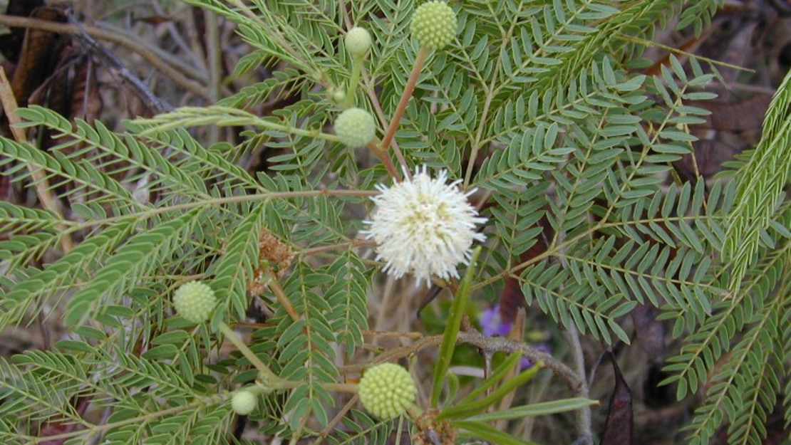 Wild Tamarind leaves with one flower and some flower buds.