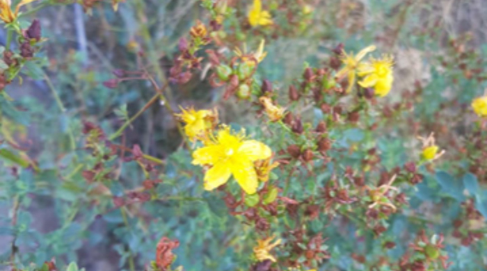 St John's Wort flowers.