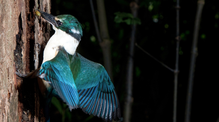 Kotare (kingfisher) perches on the side of a tree trunk with an invertebrate in its beak.