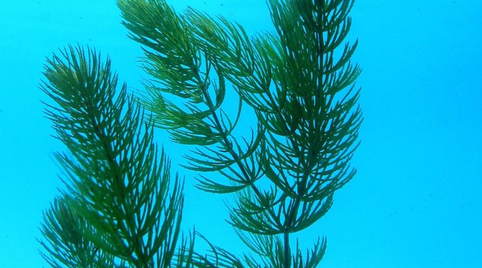 Close up of Hornwort leaves growing under water.