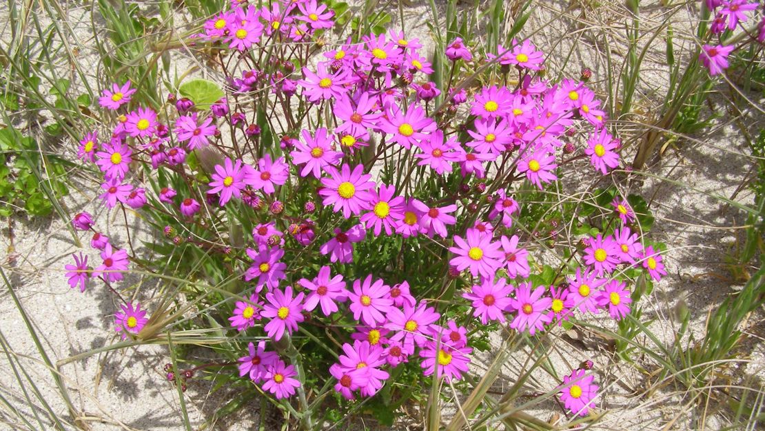 A cluster of purple groundsel in the sand.