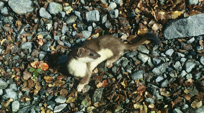 A stoat turning back as it walks across pebbles.