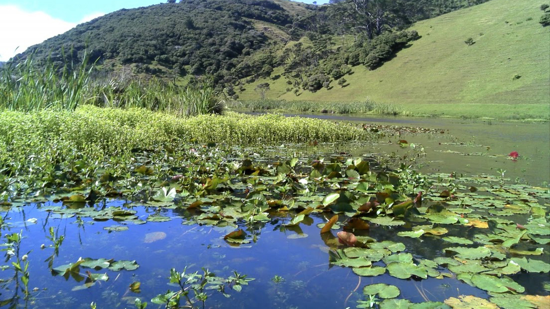 Mexican water lily growing in a lake.