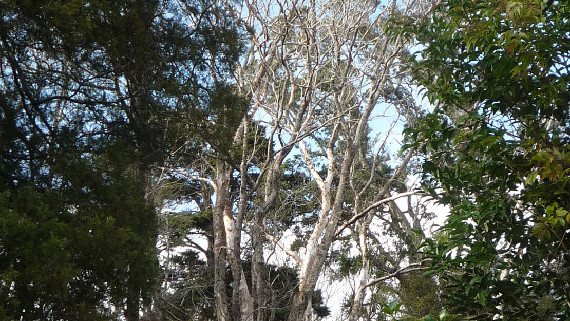 Dutch elm diseased tree with no leaves.