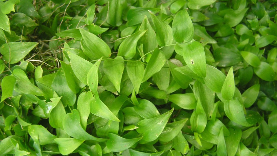 Smilax mature vine.