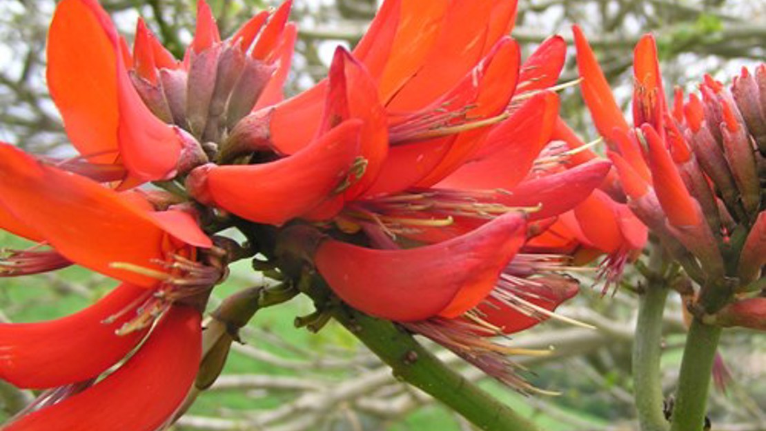 Close up of a cluster of coral tree flowers.