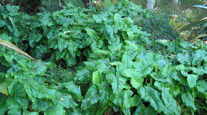 Bushy clusters of arum lily in a park.