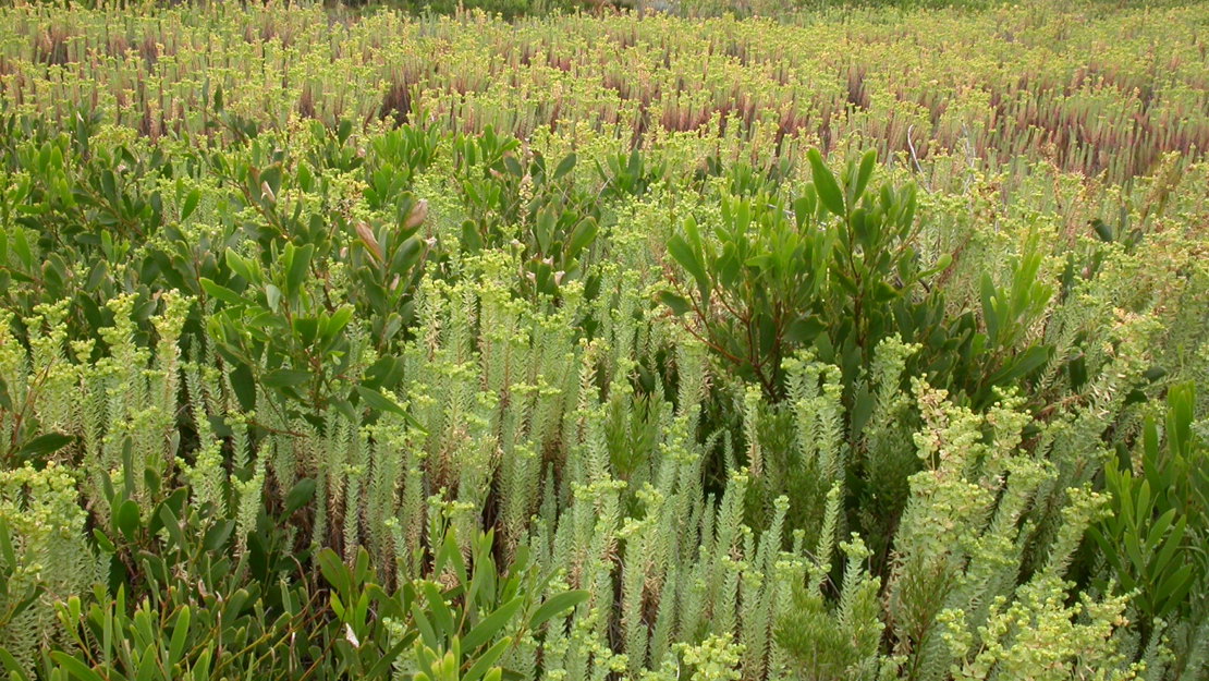 Sea Spurge growing in a wetland.