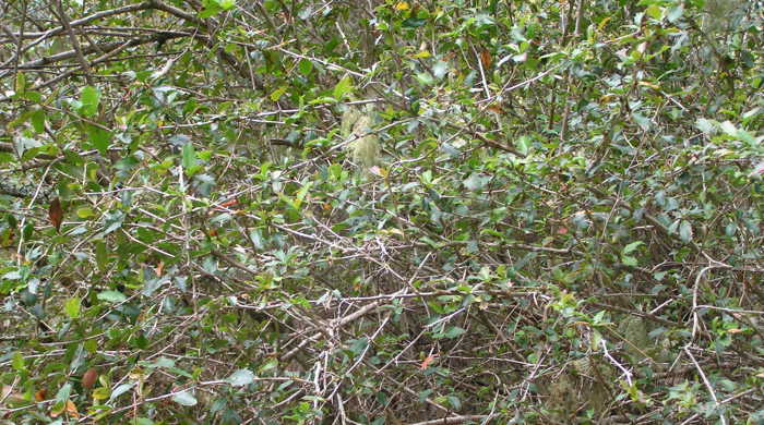 Established barberry shrub forming a thick bush.