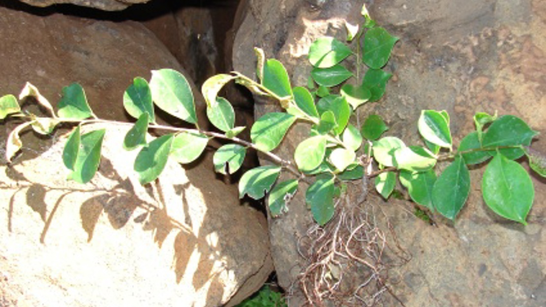 An immature Strangling Fig growing on a rock.