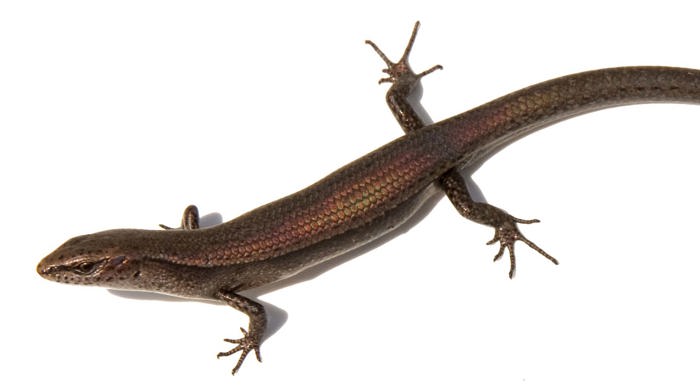 A long skinny plague skink. 