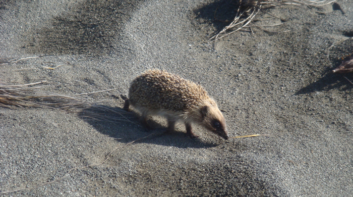 A hedgehog navigating the sandy dunes.