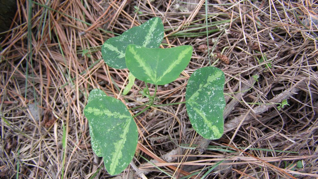 Bat wing passion flower seeding amongst pine needles.