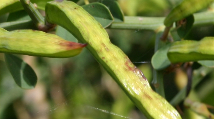 A spiny broom seed pod.