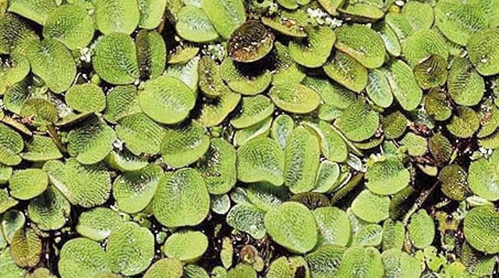 Mature salvinia leaves covering a waterway