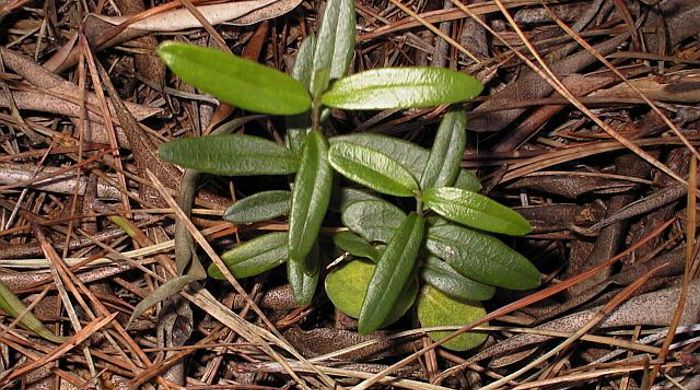 Close up of feral olive sprouting.