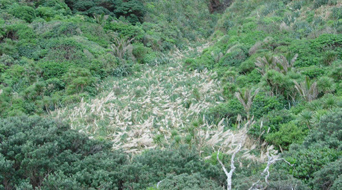 Pampas grass nestled in a valley.