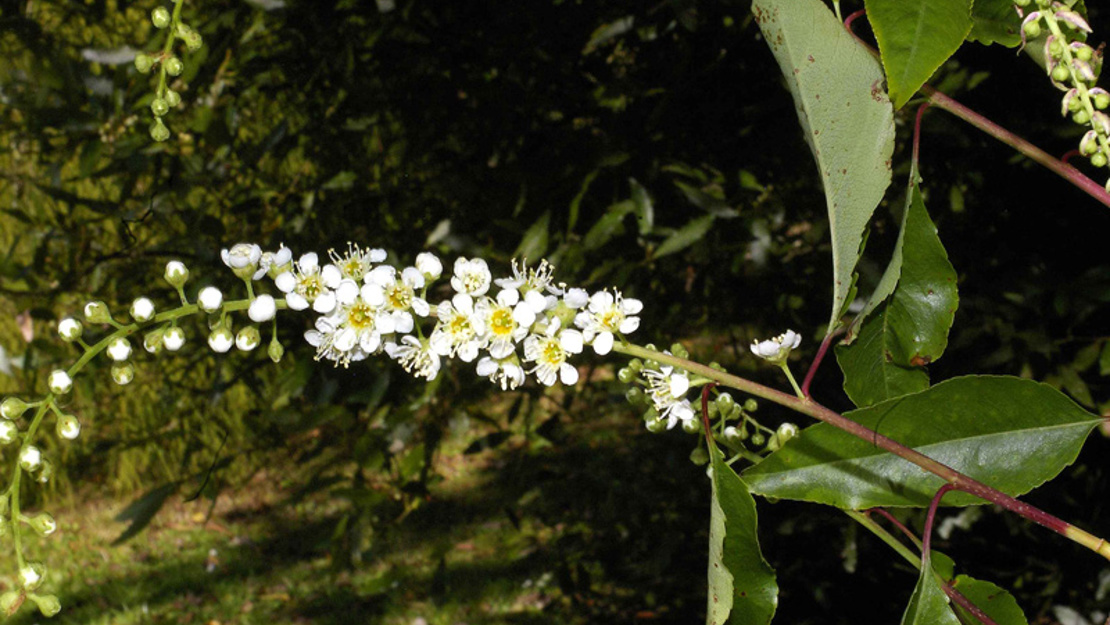 Rum cherry flowers.