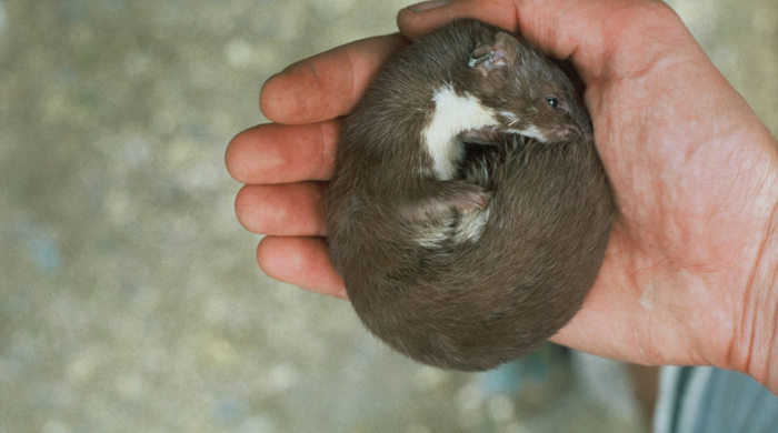 A weasel curled up in someone's hand. 