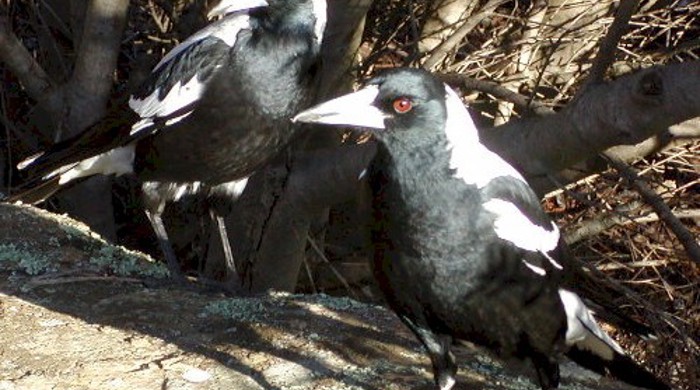 Two Magpies in a tree looking towards the camera.