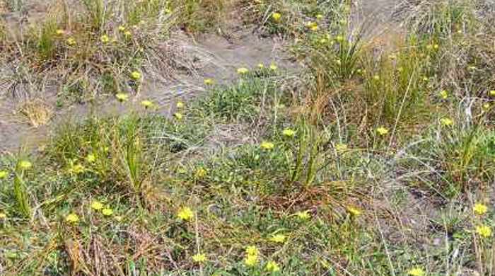 Gazania growing in a sand dune.