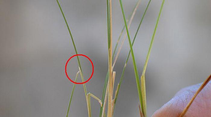 Close up of Nassella Tussock leaf structure with red indicator circle.