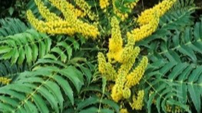 A photo showing the leaves and yellow flowers of the Chinese Holly Grape.