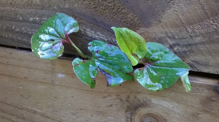 Houttuynia leaves growing out of timber wall.