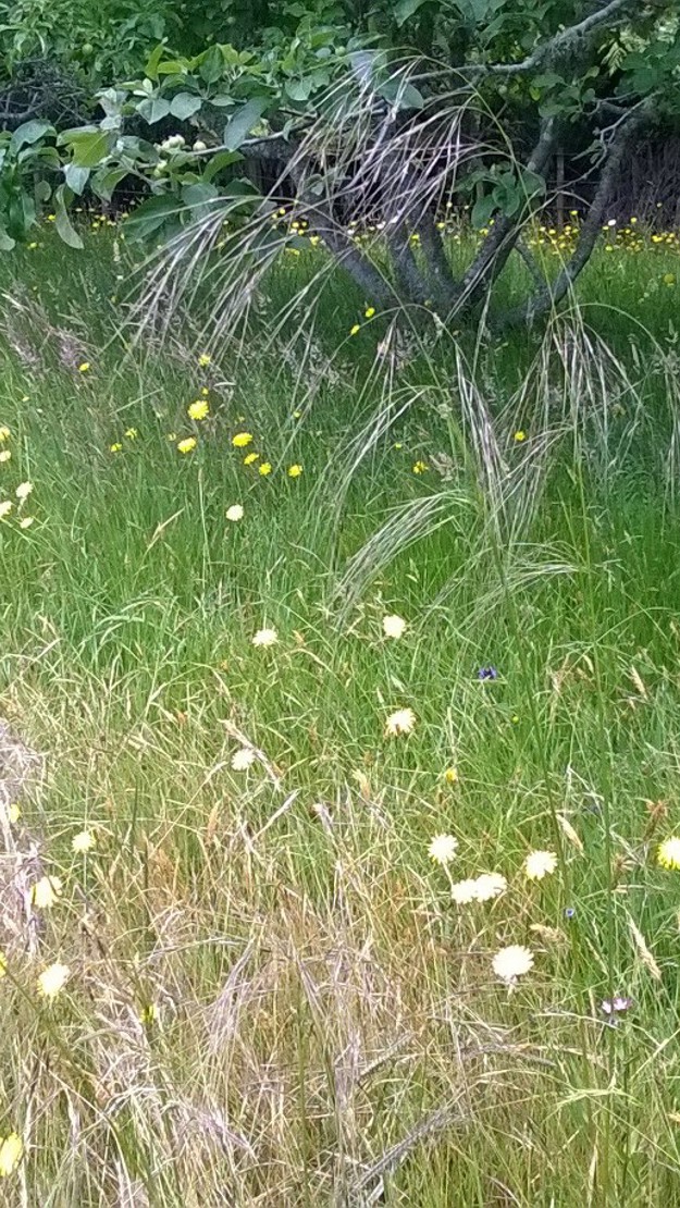 Needle Grass growing in an orchard paddock.