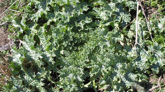 A young Variegated Thistle.