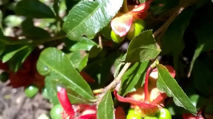 Mickey Mouse Plant with distinctive immature fruit.