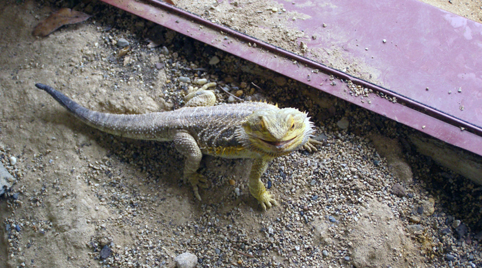 Bearded dragon glaring at the camera.